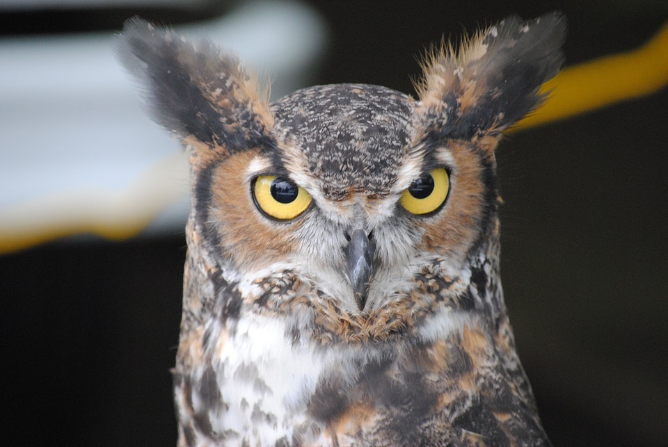 Bird wildlife cute animals