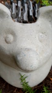 Hedgehog