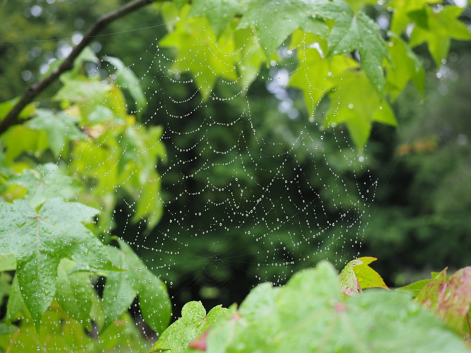 Morgentau dew autumn