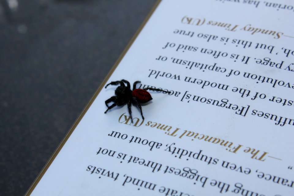 literate spider
