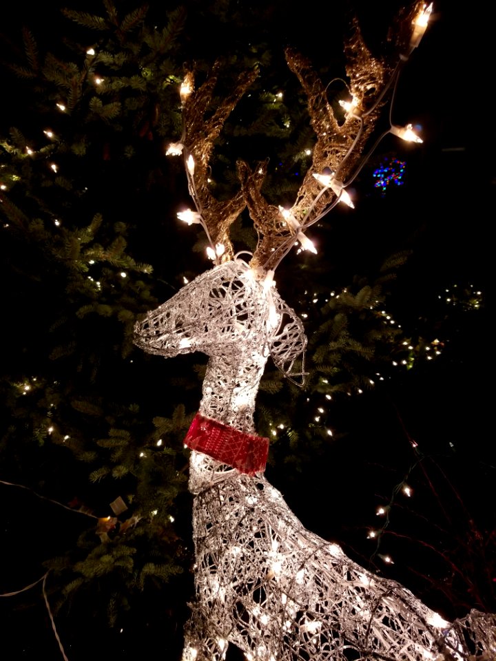 Day 346 reindeer