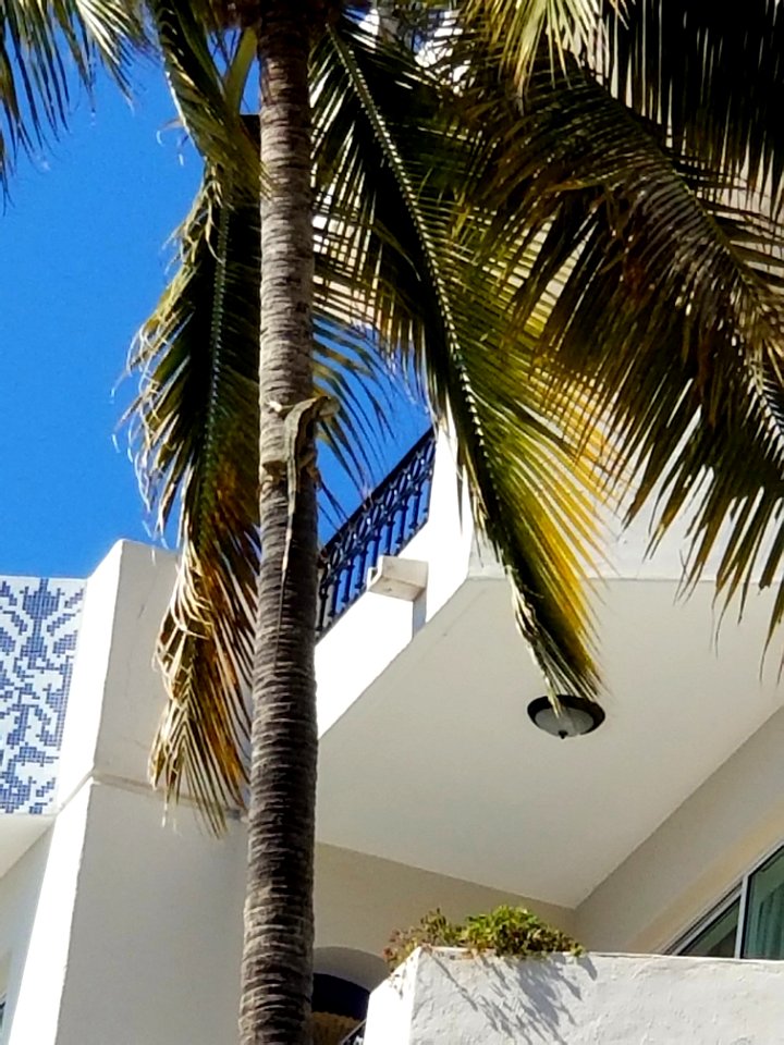 Day 026 poolside iguana