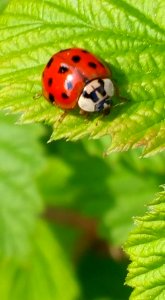 #365 lady bug