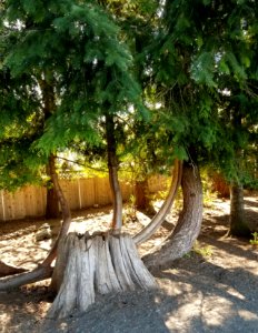 Day 117 the curvy tree from the other side.