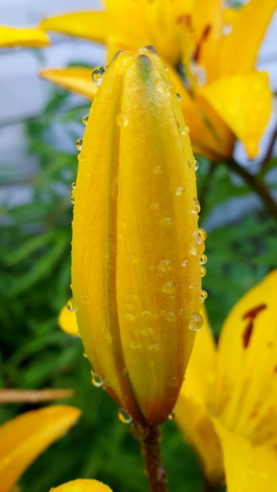Lily bud
