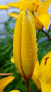 Lily bud