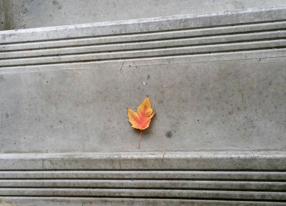#365 GeorgianCourtLeaf