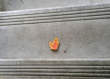 #365 GeorgianCourtLeaf photo