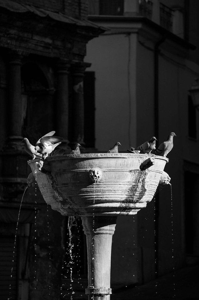 Pigeon fountain water pigeon