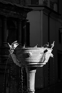 Pigeon fountain water pigeon