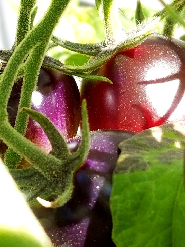 Day 221 tomatoes ripening