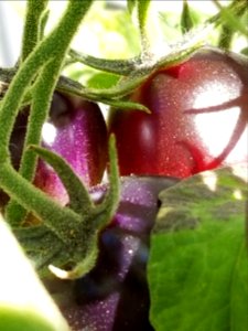 Day 221 tomatoes ripening