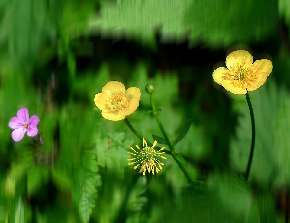 Blossom bloom nature