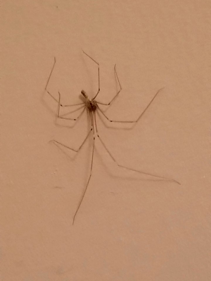 Day 046 creepy crawly