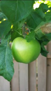 Day 241 Back yard apple.