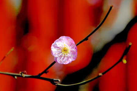 梅花