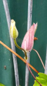 #365 clematis buds photo