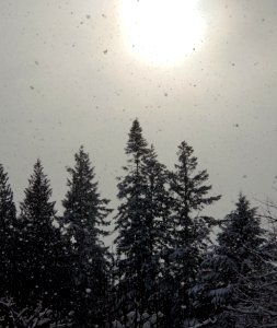 Day 043 trying to capture the sun shining and the snow falling at the same time.