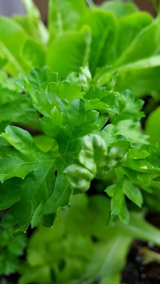 Day 187 parsley/lettuce