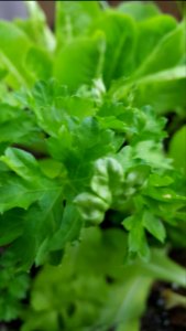 Day 187 parsley/lettuce