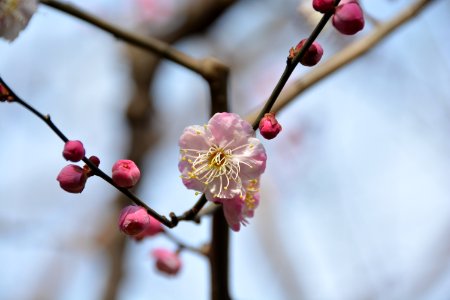 梅花