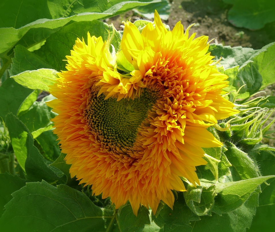 Sunny flower blossom