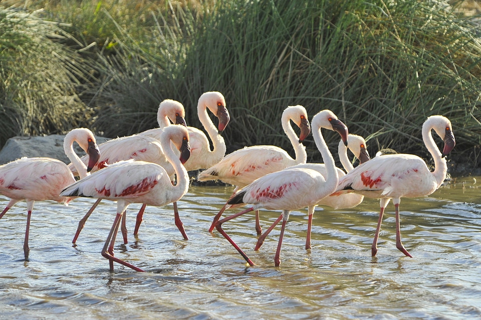 Wildlife exotic water