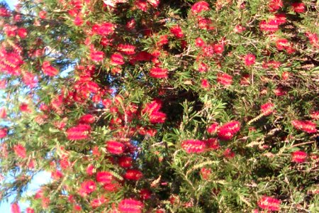 Flowers, W. Australia