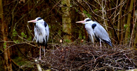 Wild Wood (Kent)