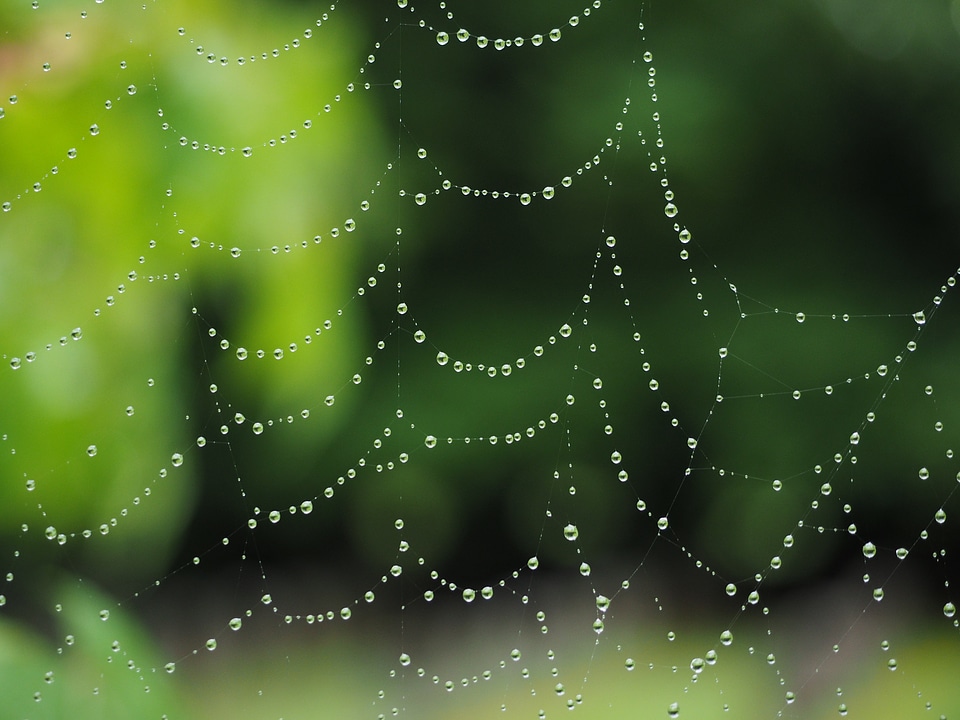 Morgentau dew autumn