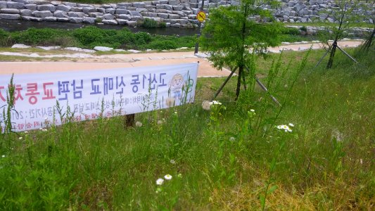 대구 거대 민들레