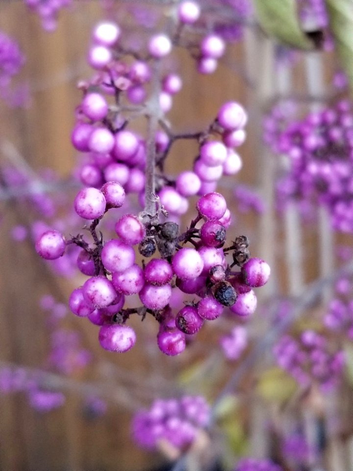 Purple berries photo