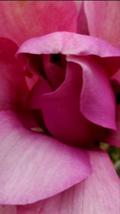 Day 90. Vulcan magnolia.