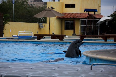 Dolphins getting ready for their show at Vallarta Adventures