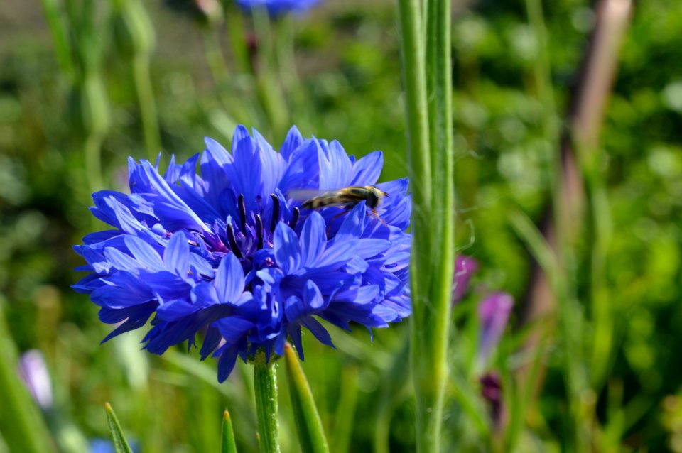 blu flwr