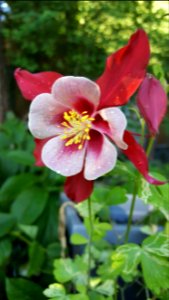Flowers I found today