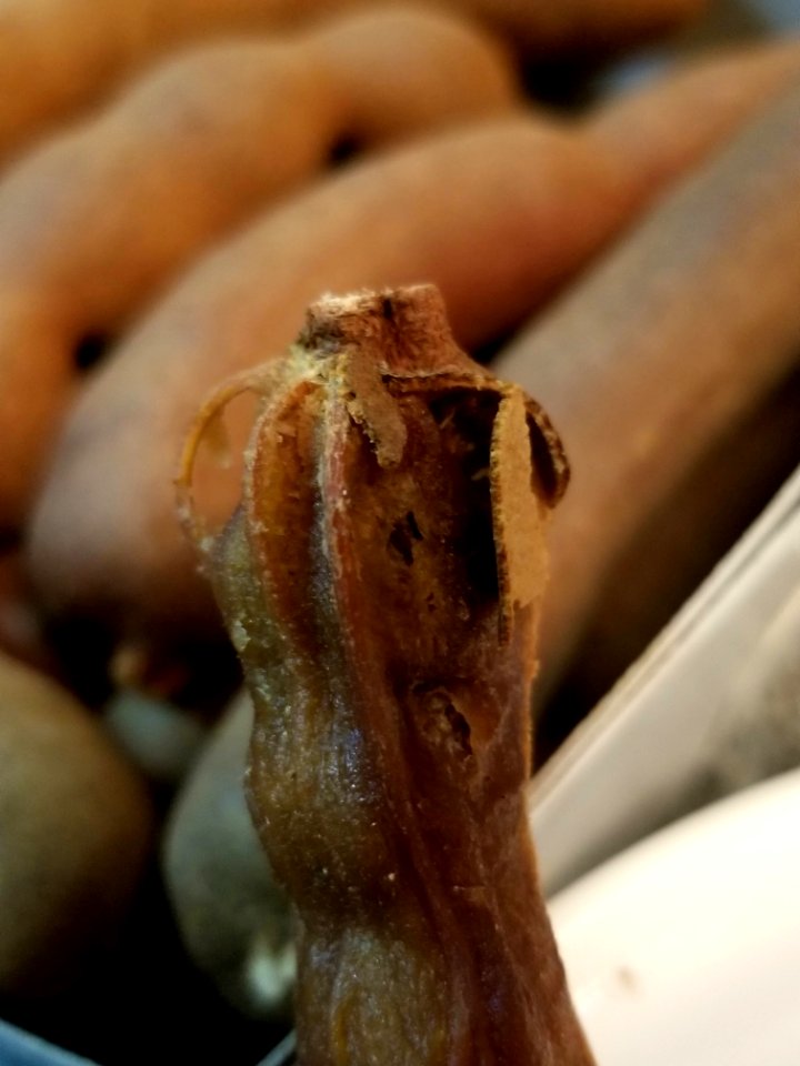 Day 067 tamarind