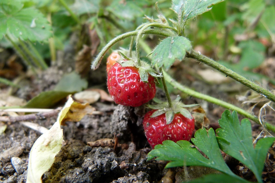 Fruit summer garden