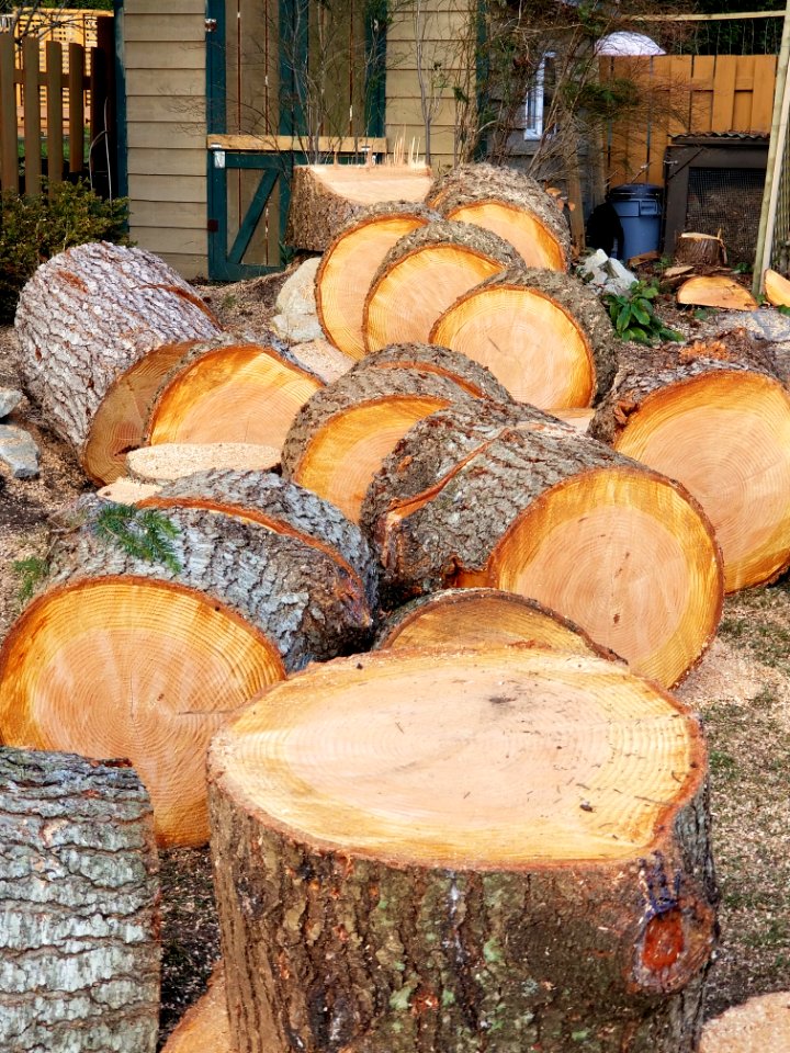 Day 080. Came home to this. Thank you and goodbye enormous fir.