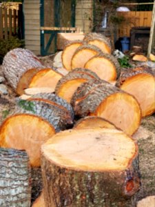 Day 080. Came home to this. Thank you and goodbye enormous fir.
