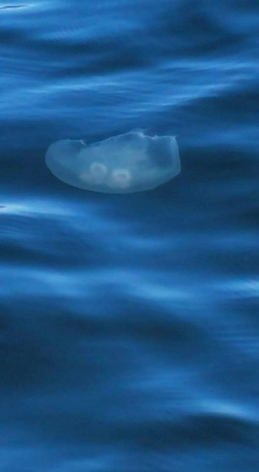 #365 jelly fish