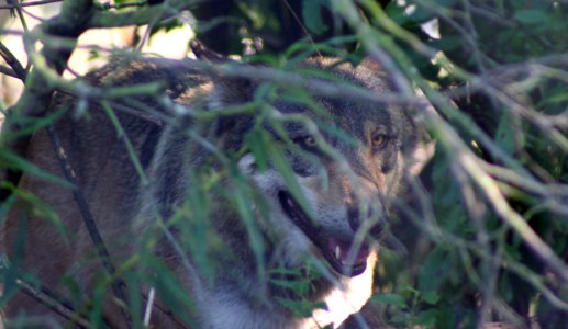 Wingham Wildlife Park