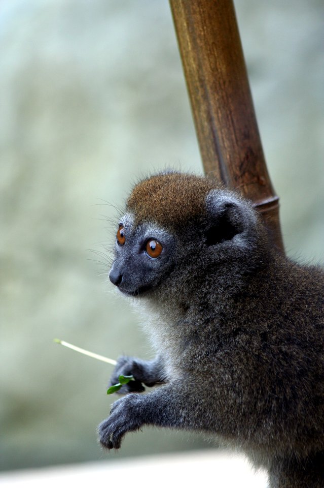 SAMBIRANO BAMBOO LEMUR