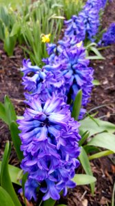 Hyacinths lining up