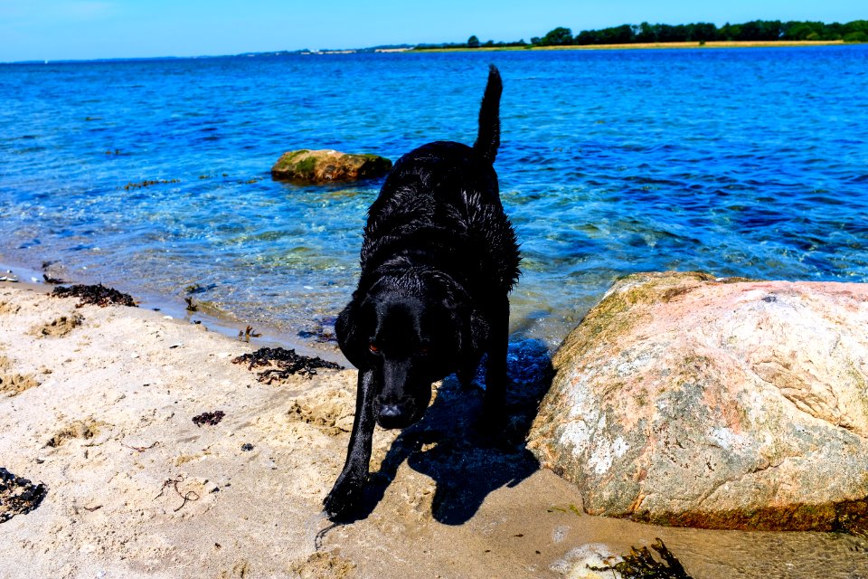 Indy at the beach