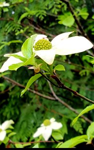 Day 130 dogwood