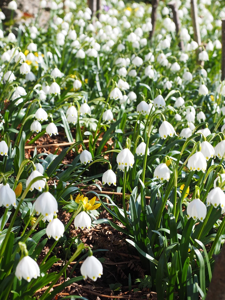 Spring flower fruehlingsknotenblume bloom