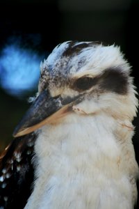 Wingham Wildlife Park photo