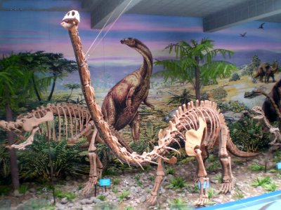 the dinosaur fossil replica, we are top manufacturer in this product