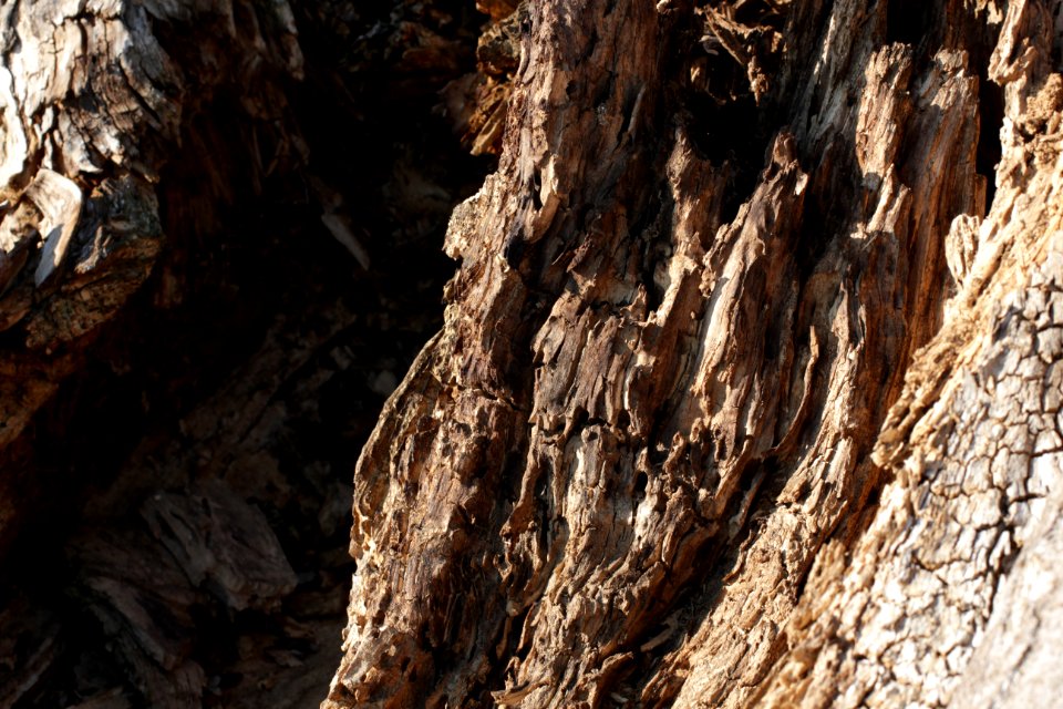 tree trunk wood 90